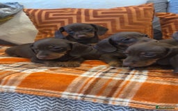 Dachshund dogs for sale: Dachounds for sale  - Image 2