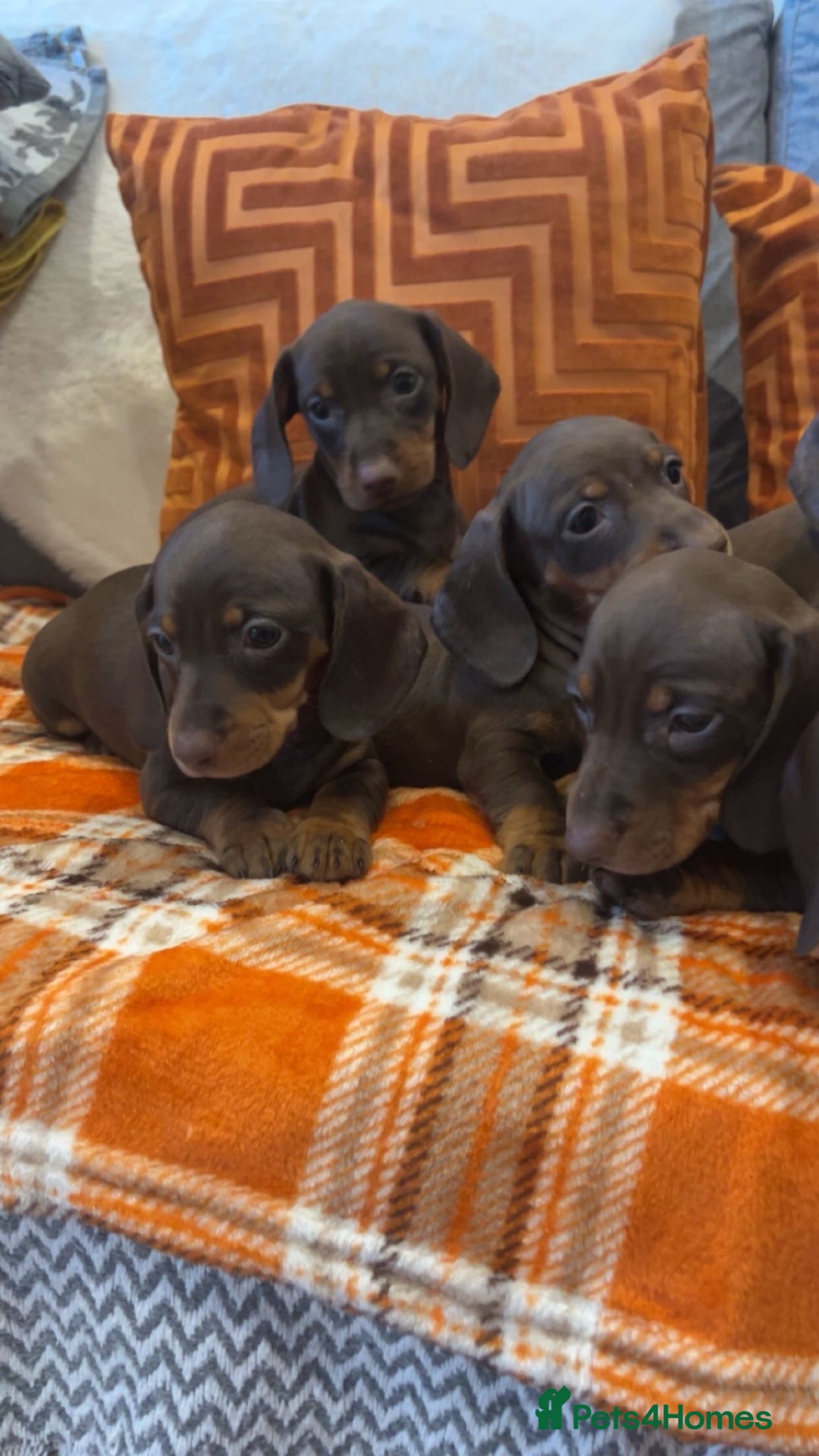 Dachshund dogs for sale: Dachounds for sale  - Image 2