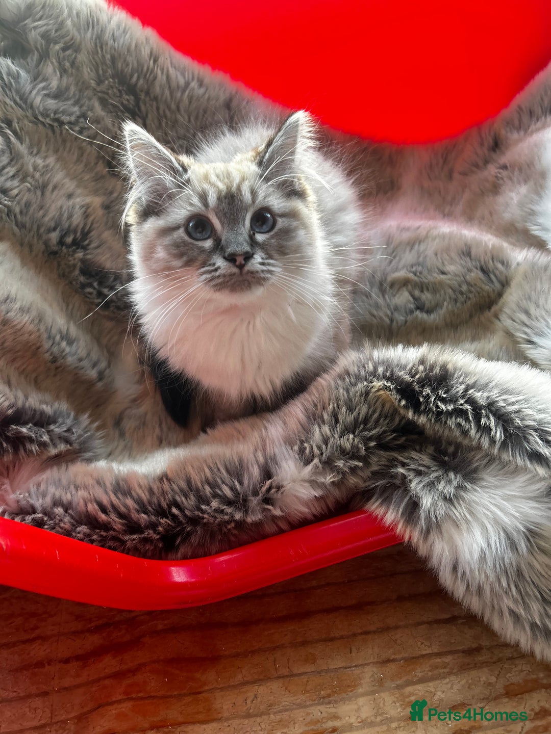 Ragdoll cats for sale: 5 STUNNING RAGDOLL KITTENS AVAILABLE NOW - Advert 18