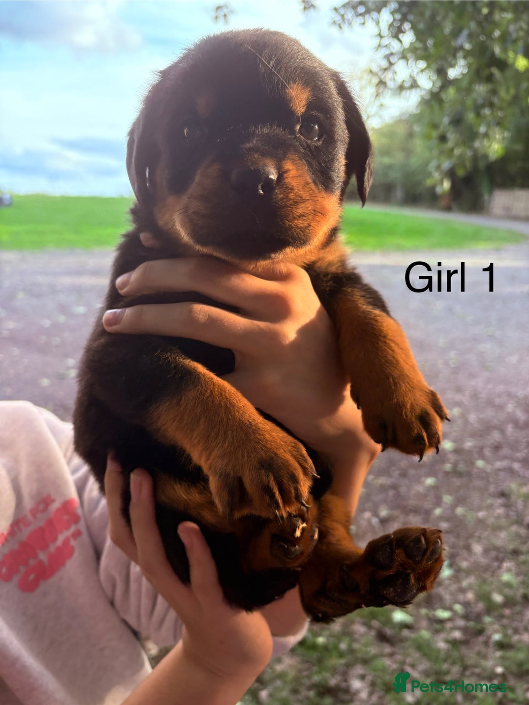 Rottweiler dogs for sale: Beautiful Rottweiler Pups, Ready this week! - Image 4