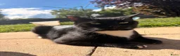 Domestic Shorthair cats for sale: Tuxedo Domestic shorthair  - Advert 3