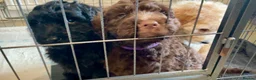Goldendoodle dogs for sale: REDUCED FROM £2250!! DNA TESTED MULTI-GEN PUPPIES  - Advert 7