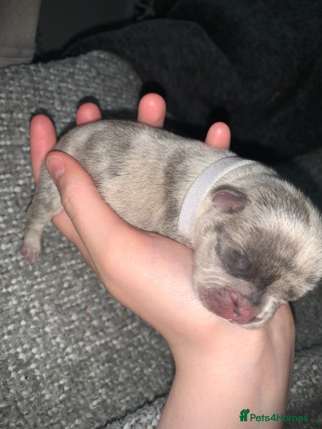 French Bulldog dogs for sale: French bulldog puppies for sale!!  - Image 8