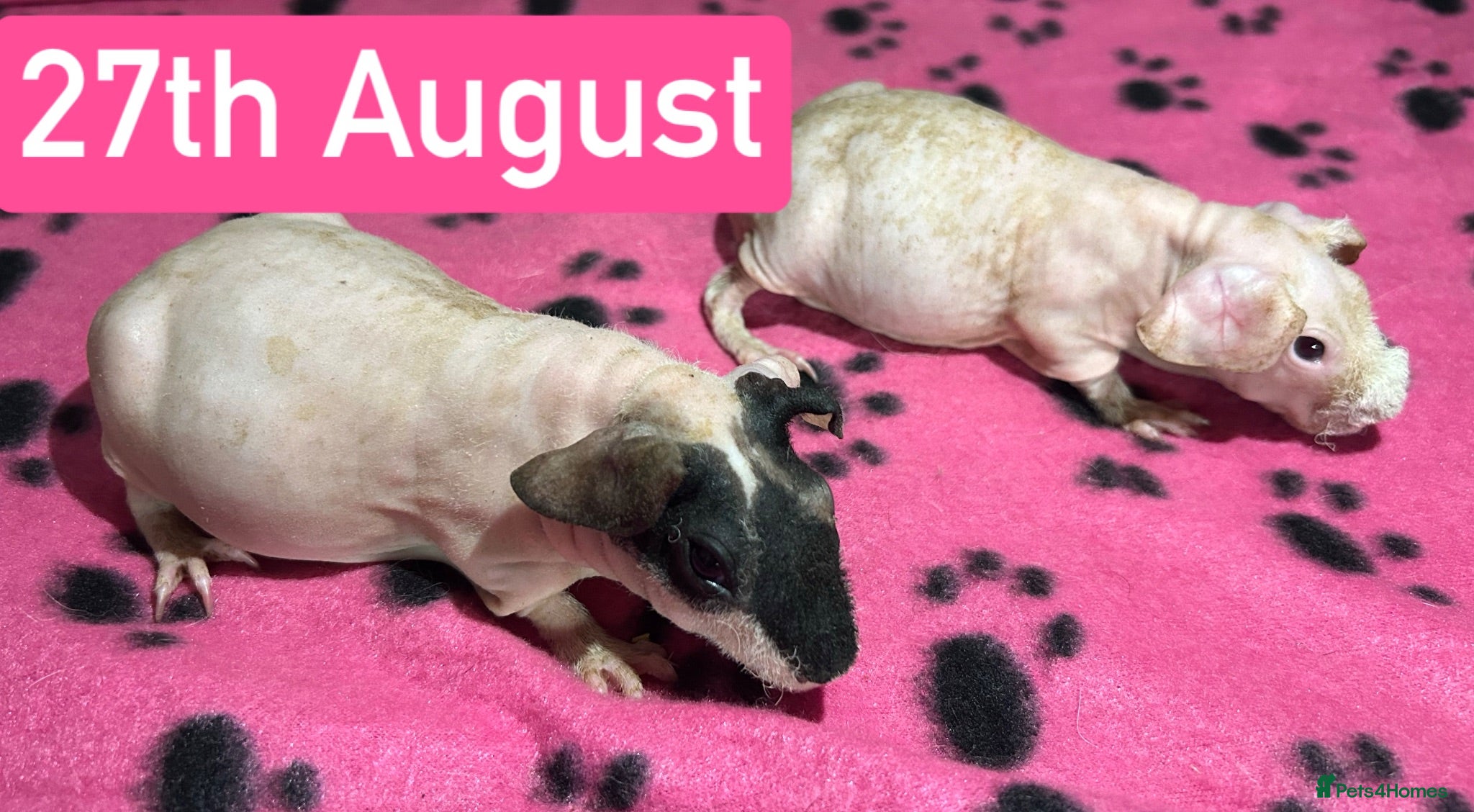 Guinea Pig rodents Skinny Pig Sows  - Advert 3