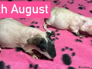 Guinea Pig rodents Skinny Pig Sows - Advert 3