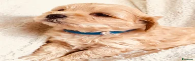Maltipoo Puppy 1 Boy