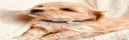 Maltipoo dogs for sale: Miniature Maltipoo Puppies - Advert 24