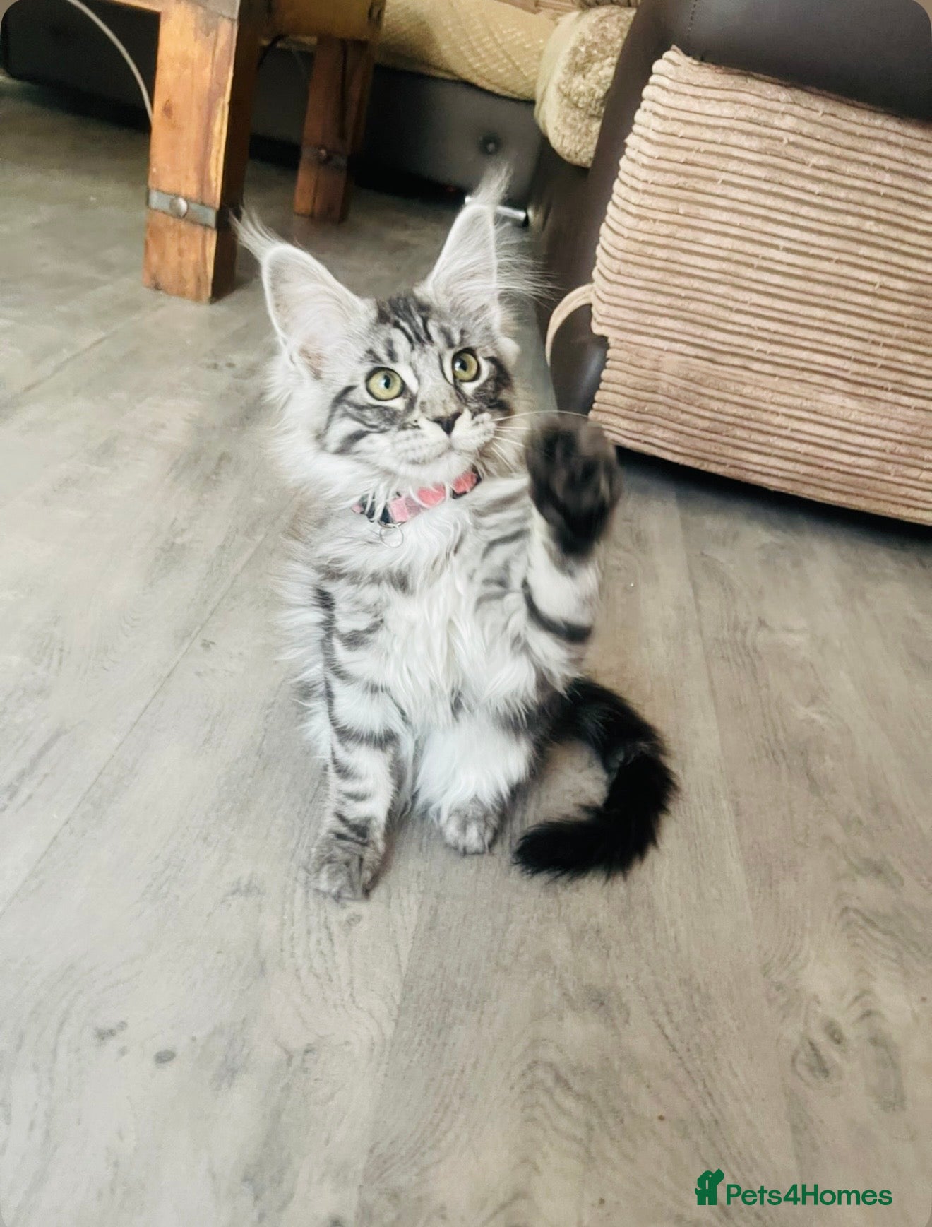 Maine Coon cats 🐾 Stunning Maine Coon Kittens🐾 - Advert 7