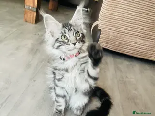 Maine Coon cats 🐾 Stunning Maine Coon Kittens🐾 - Advert 7