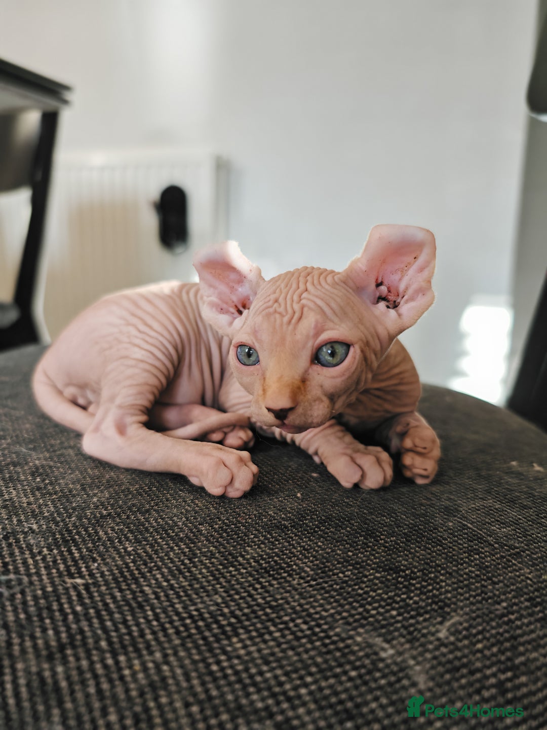 Sphynx cats for sale: Unique Elf, Sphynx & Dwelf Babies - Advert 20