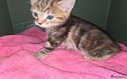 Ragdoll cats for sale: Ragdoll bengal mix  - Image 8