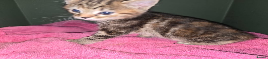  Kitten 4