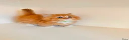Munchkin cats for sale: Rare Munchkin Minuet (Persian Munchkin) Kittens  - Advert 16