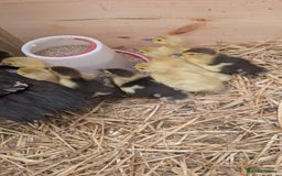 Ducks poultry for sale: Muscovy Ducklings - Image 6