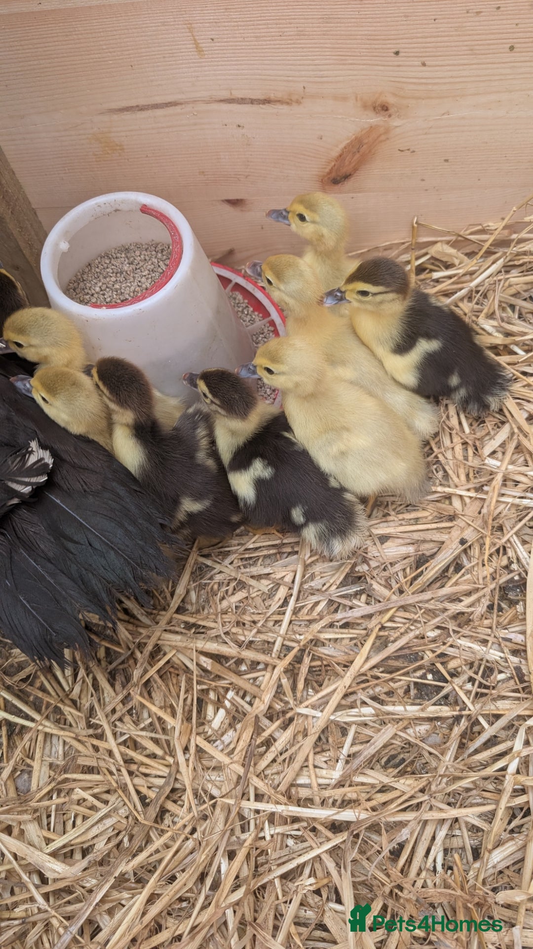 Ducks poultry for sale: Muscovy Ducklings - Image 6
