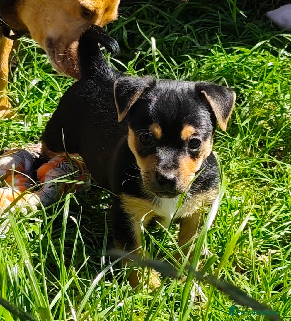 Jack Russell dogs Black and tan Puppies  - Advert 18