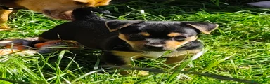 Jack Russell Puppy 1