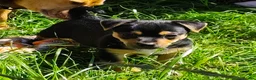 Jack Russell dogs for sale: Black and tan Puppies  - Advert 1