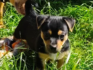 Jack Russell dogs Black and tan Puppies - Advert 18