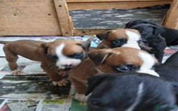 Boxer dogs for sale: Stunning kc registered boxer pups - Image 12