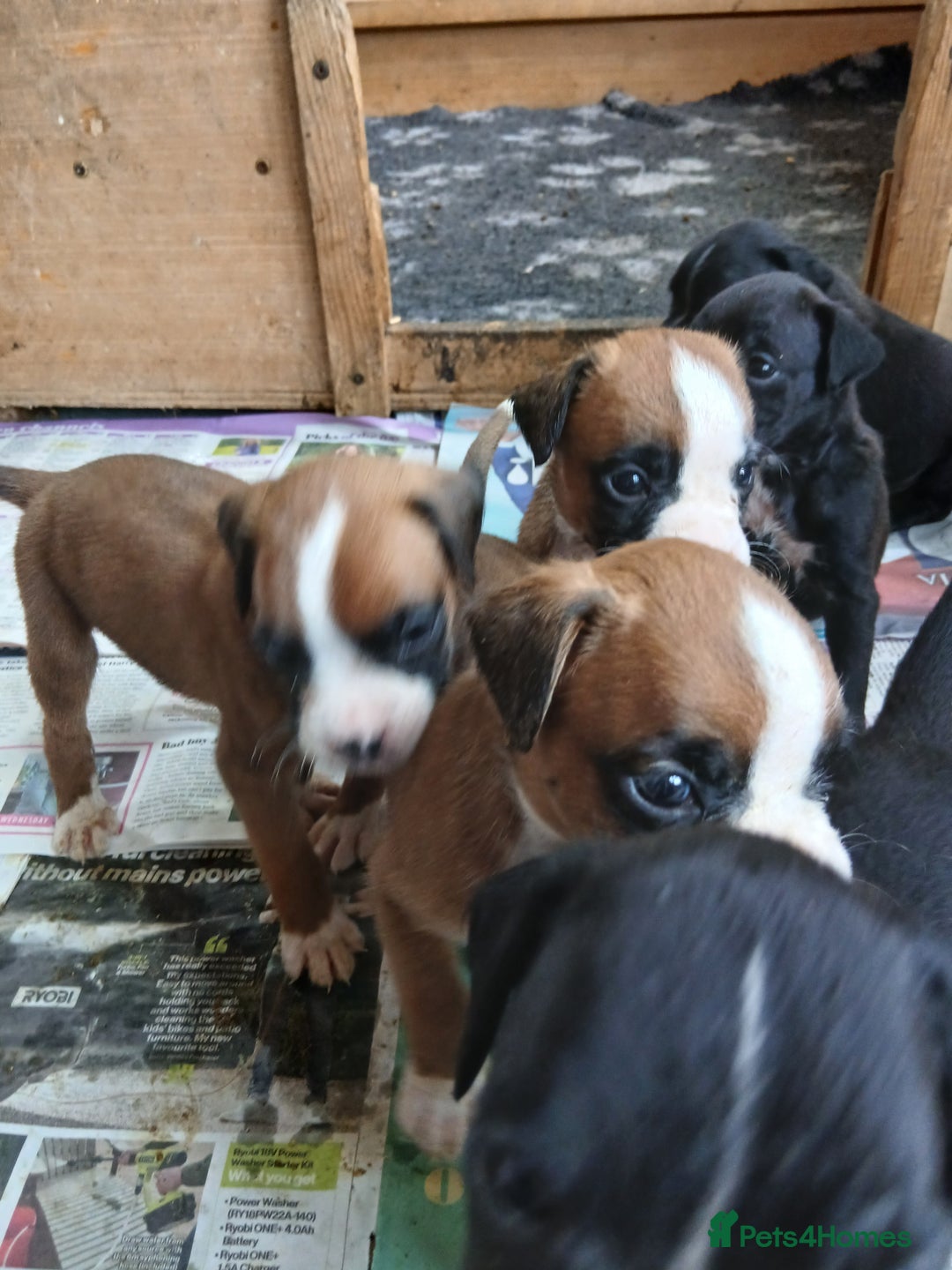 Boxer dogs for sale: Stunning kc registered boxer pups - Image 12