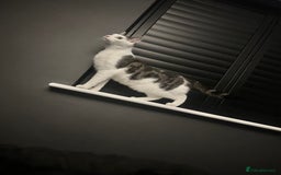 Domestic Shorthair cats for sale: 2 Beautiful Indoor Cats (Potential outdoors to) - Image 4