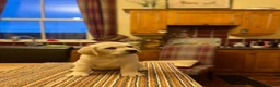 Labrador Retriever dogs for sale: Beautiful Labrador Puppies - Advert 1