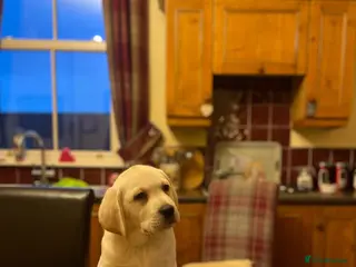 Labrador Retriever dogs READY TO LEAVE - Beautiful Labrador Puppies - Advert 10
