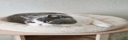 British Shorthair cats for sale: Two Beautiful British Shorthair Females  - Advert 16