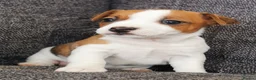 Jack Russell dogs for sale: Superb Veterinary Docked working Jack Russells - Advert 10