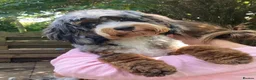 Cockapoo dogs for sale: Ready now - Gorgeous cockapoo pups - Advert 9