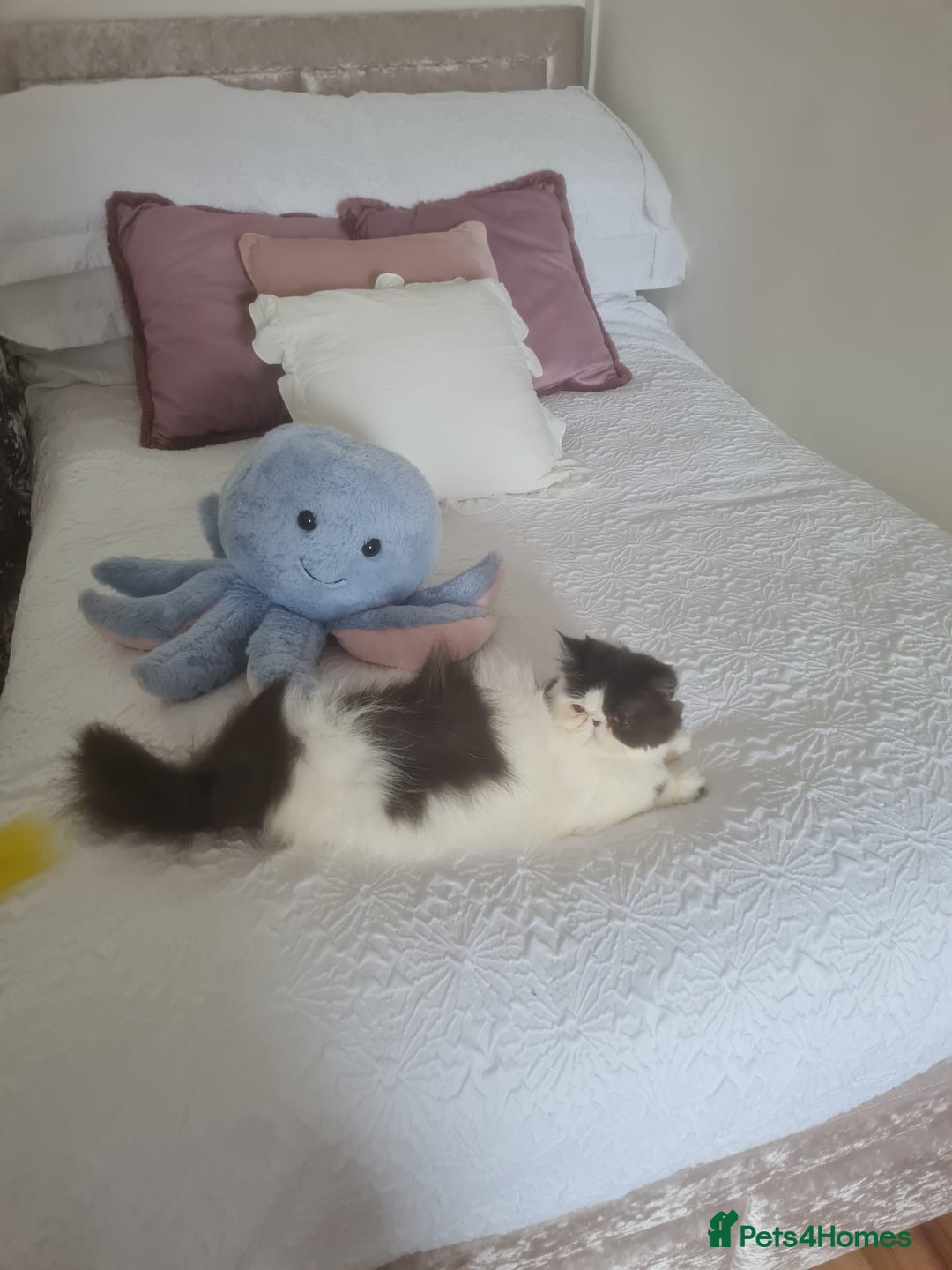 Persian cats for sale: Persian girls for sale  - Image 2