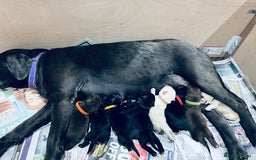 Labrador Retriever dogs for sale: 1 Excellent, outstanding male ready 9 November  - Image 9