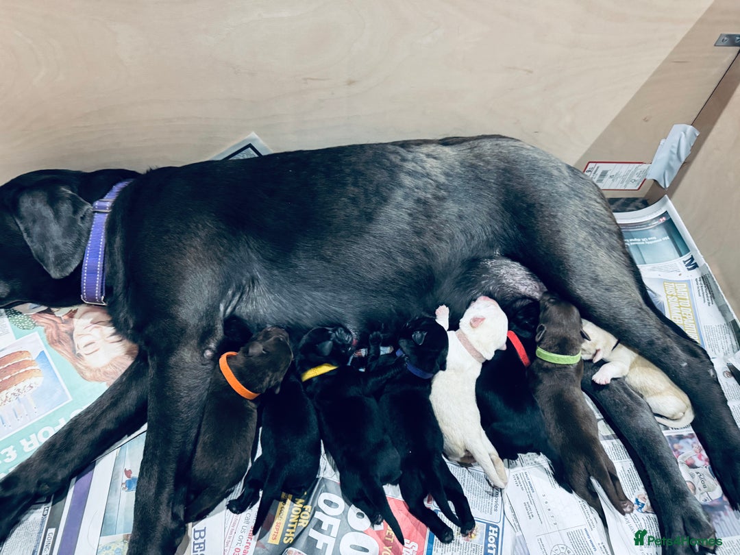 Labrador Retriever dogs for sale: 1 Excellent, outstanding male ready 9 November  - Image 9