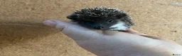Pygmy Hedgehog rodents for sale: African Pygmy hedgehogs  - Advert 5