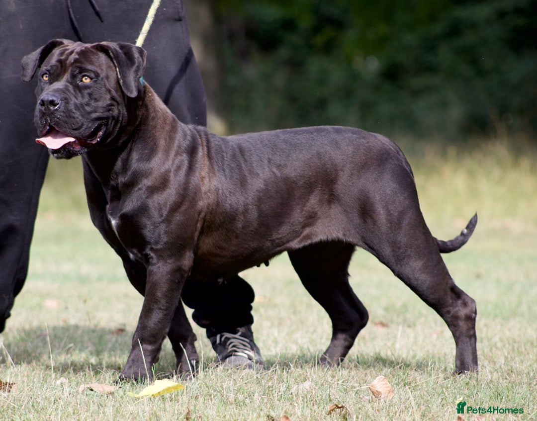 Boerboel dogs for sale: Noxterra Bred Pedigree Black Boerboel Adult  - Advert 1