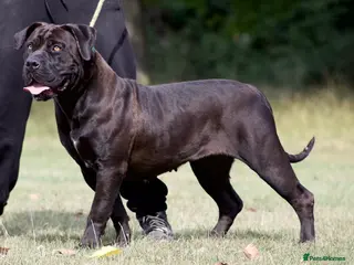 Boerboel dogs Noxterra Bred Pedigree Black Boerboel Adult - Advert 1