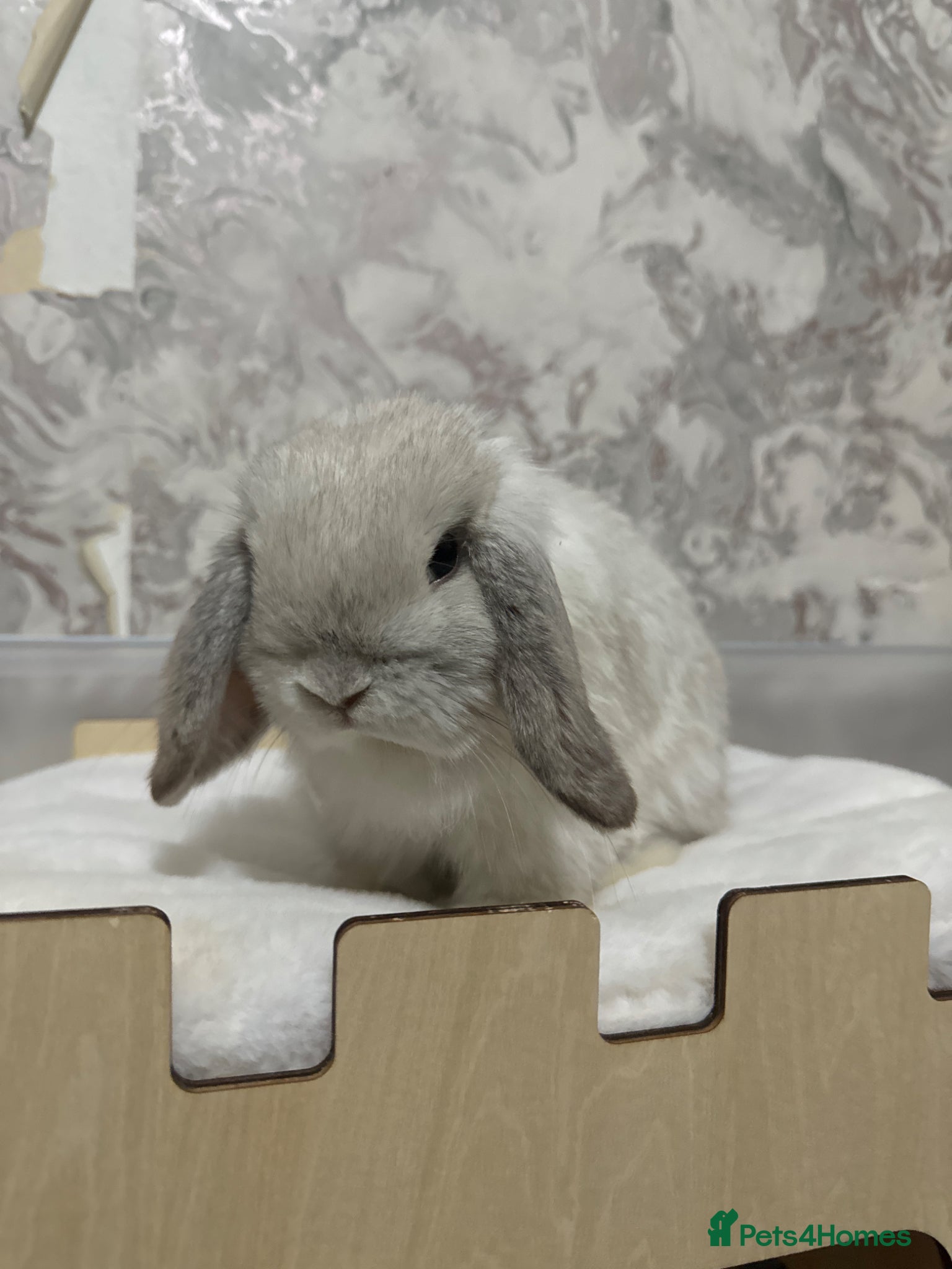 Mini Lop rabbits Grey Mini lop rabbit  - Advert 1