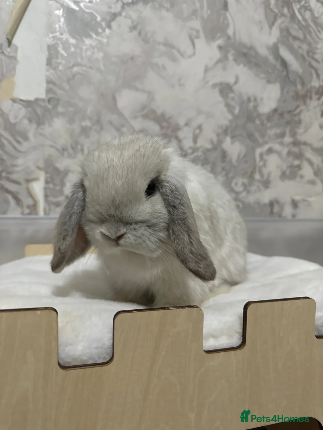 Mini Lop rabbits for sale: Grey Mini lop rabbit  in Blackburn - Advert 1