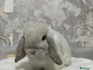 Mini Lop rabbits Grey Mini lop rabbit - Advert 1