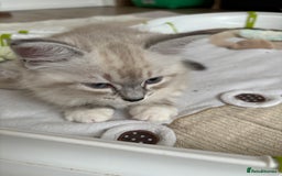 Siberian cats for sale: GCCF Registered Siberian Kitten For Sale  - Image 2