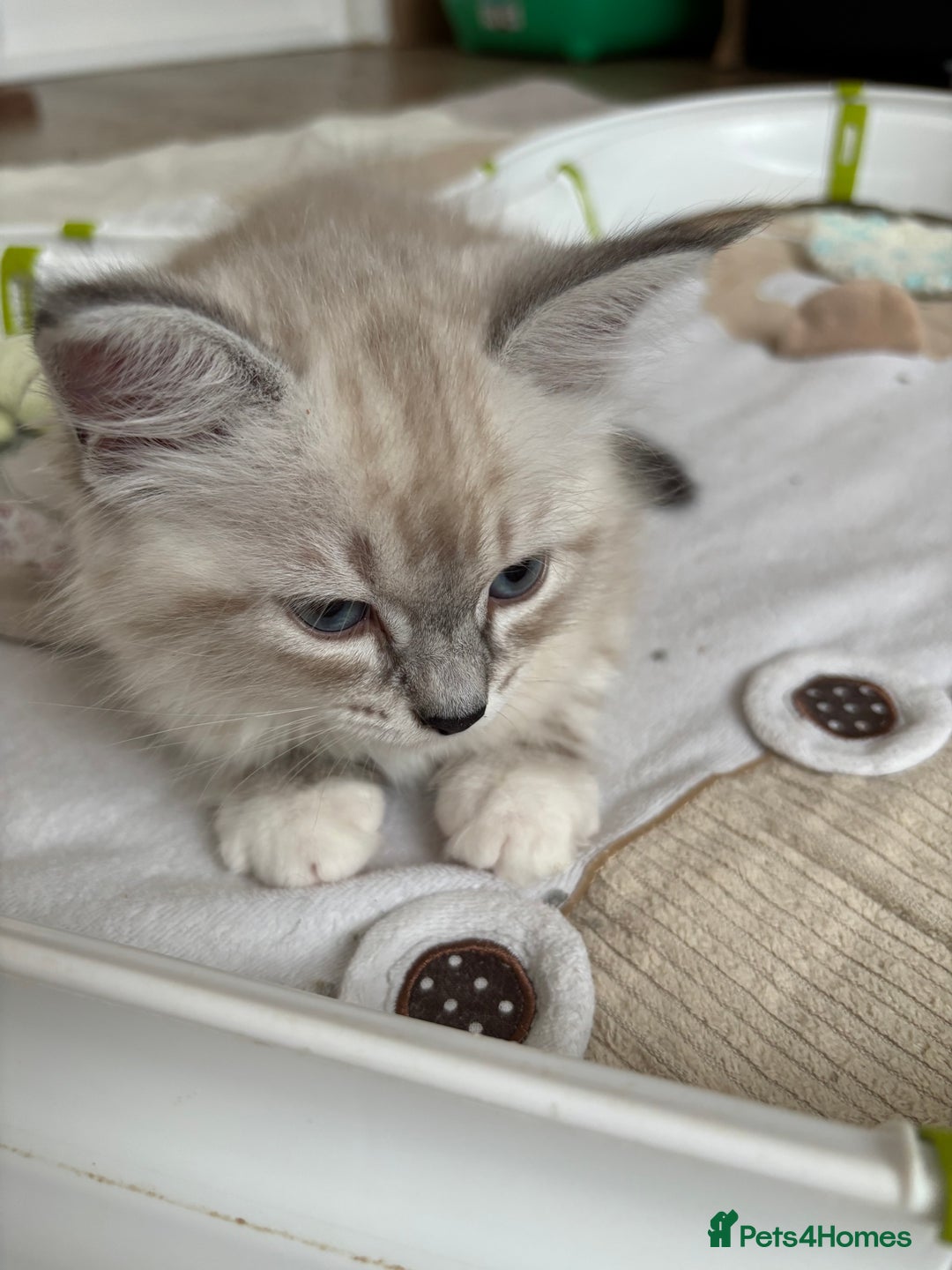 Siberian cats for sale: GCCF Registered Siberian Kitten For Sale  - Image 2