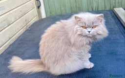 British Longhair cats for sale: HEALTH TESTED LILAC BLUE BRITISH LONGHAIR SHORT - Image 3