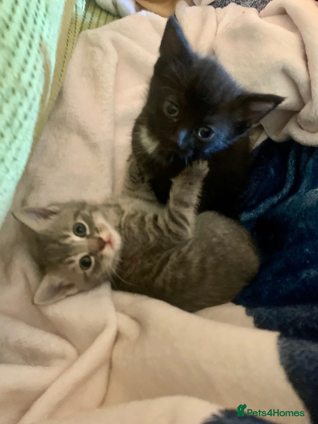 Mixed Breed cats for sale: 3 Mixed Kittens for sale  in Livingston - Image 3