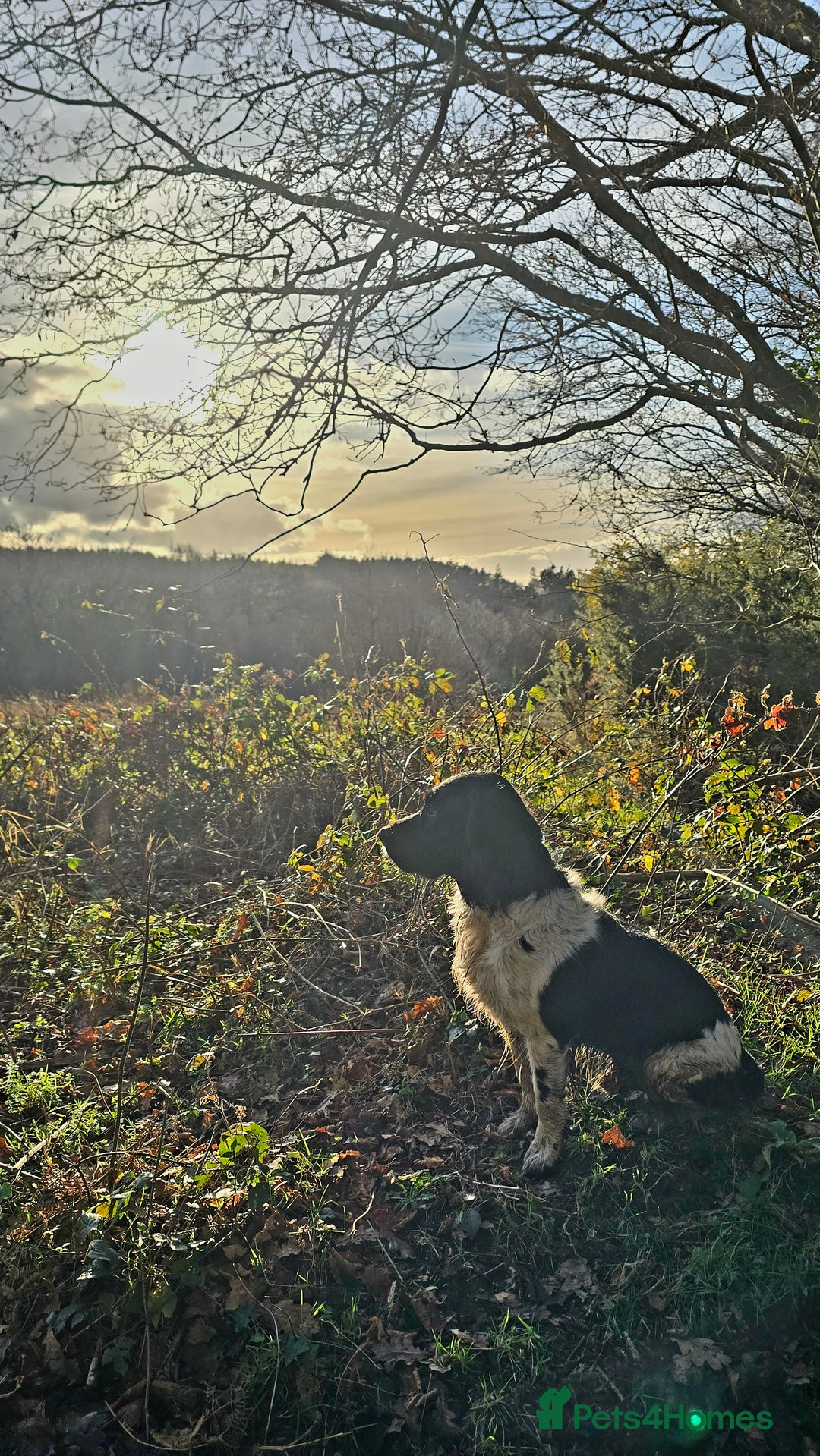 English Springer Spaniel dogs for stud: Lord Shiya at Stud - Advert 2