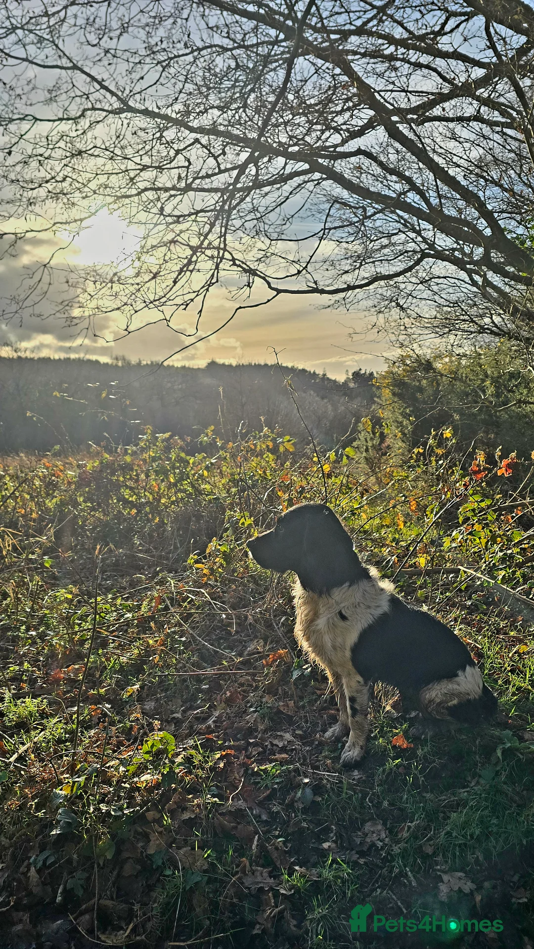 English Springer Spaniel dogs for stud: Lord Shiya at Stud - Advert 2
