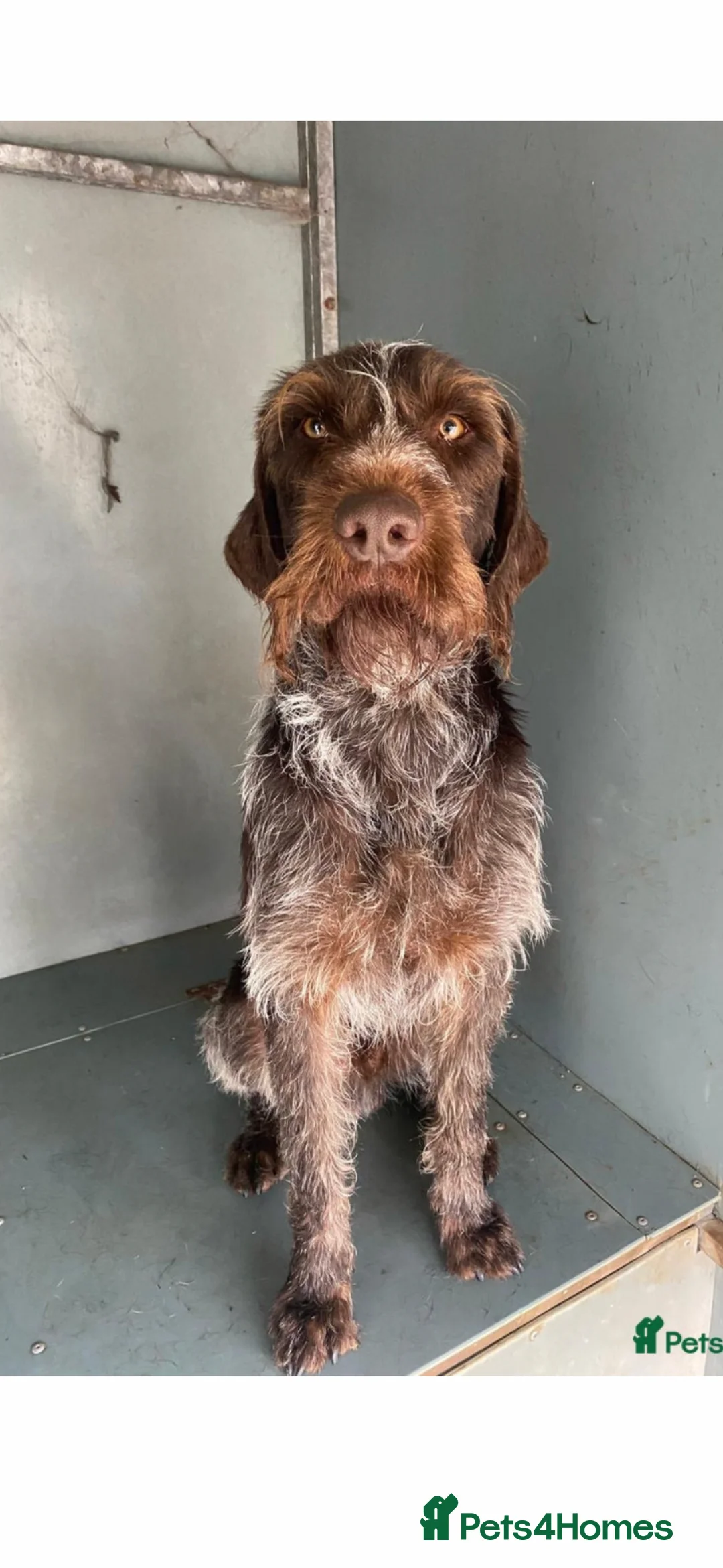 German Wirehaired Pointer dogs for sale: German wire hair pointer - Advert 2