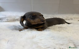 Miniature Dachshund dogs for sale: 2 stunning miniature dachshund puppy’s  - Image 33