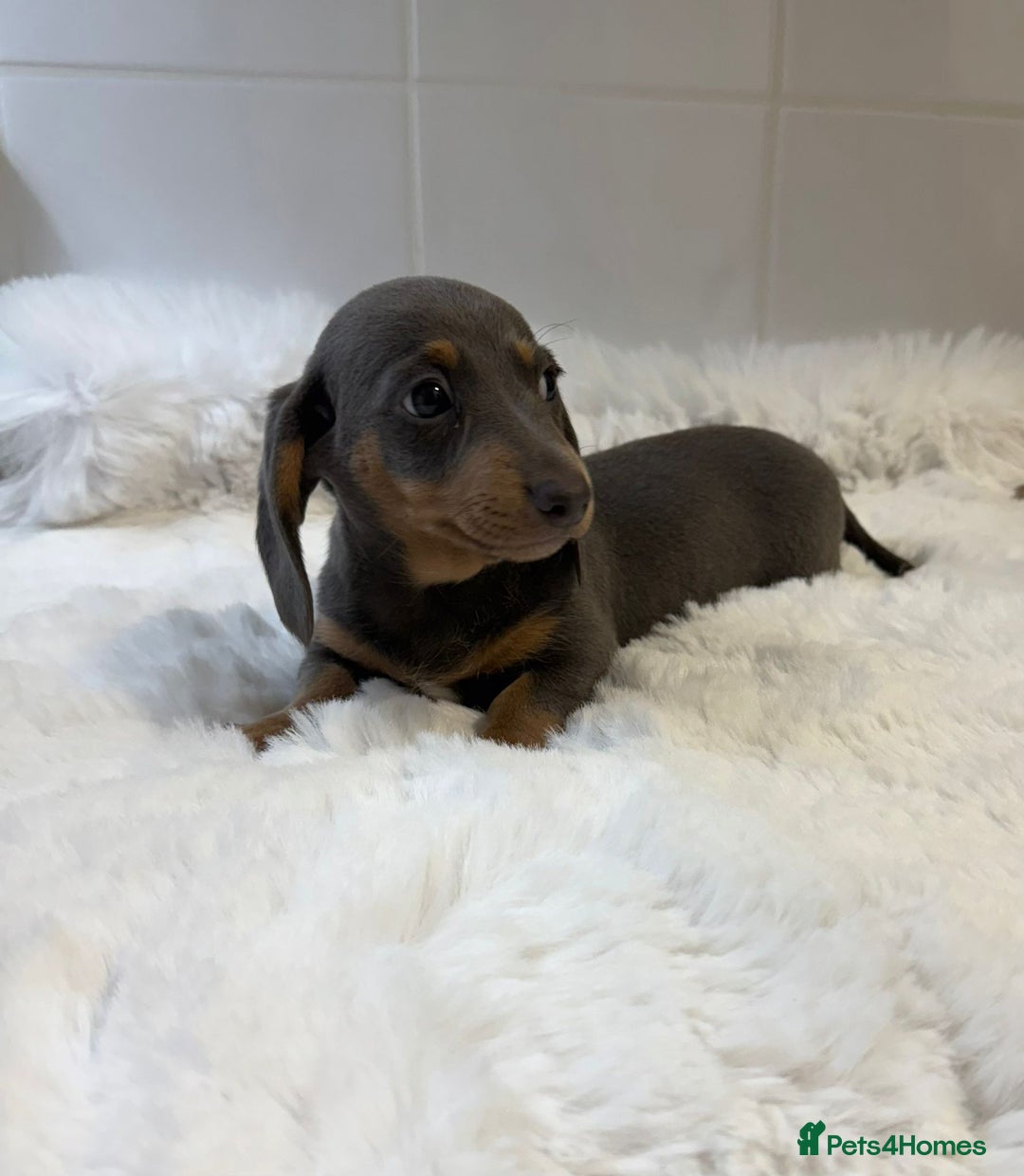 Miniature Dachshund dogs for sale: 2 stunning miniature dachshund puppy’s  - Image 33