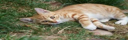 Mixed Breed cats for sale: Little darlings looking for loving homes - Advert 16